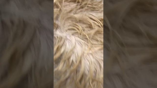 Золотистый ретривер купается в ванне  Golden retriever