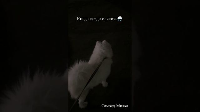 САМОЕД МИЛКА🤍