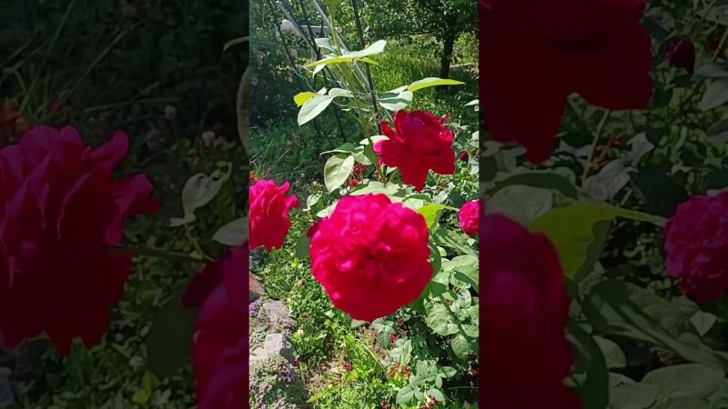 L.D. Braithwaite) Эл Ди Брэйтуэйт Austin Великобритания, 1988Английские розы (English Rose, Austin