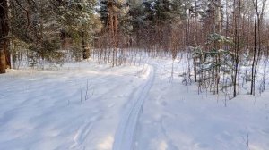 Звуки зимнего леса