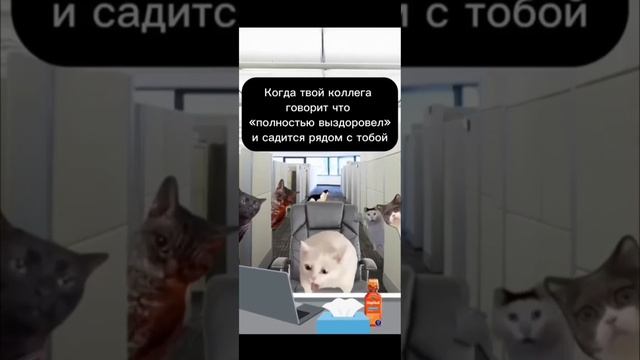 #прикол #работа #юмор #жиза #коллеги #больной #котики