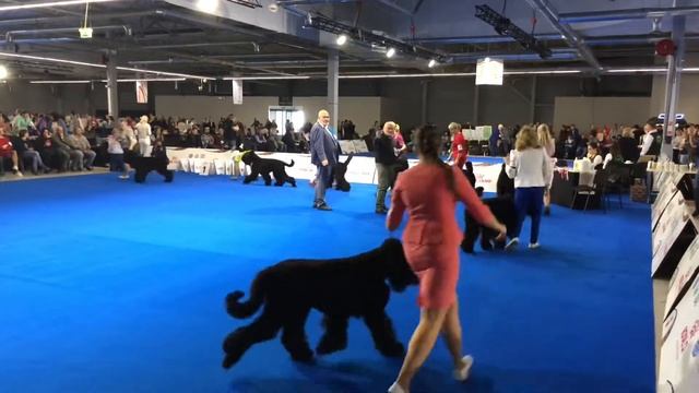 Black Russian Terrier, EDS Warsaw’18, Hryushka Bella Fantasia - junior class смотреть онлайн