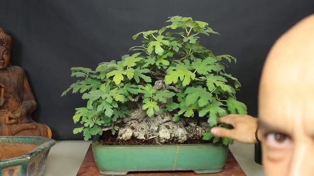 Trasplante nueva Higuera a maceta de autor смотреть онлайн