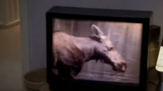 Yukes_HomeSick On Nickelodeon