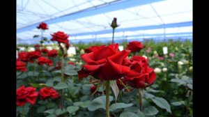 Розы в теплице 23.05.2022