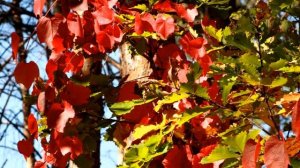 Мои учителя