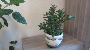 ТОЛСТЯНКА! СЕКРЕТЫ УСПЕХА !