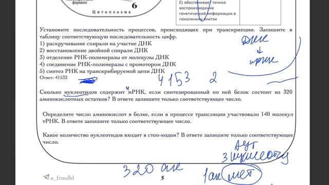 подготовка к егэ по биологии. репетитор по биологии. биосинтез белка
