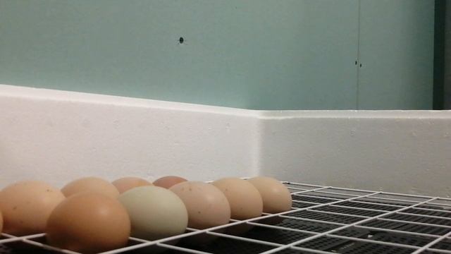 Закладка куриных яиц в инкубатор несушка на 104 яйца