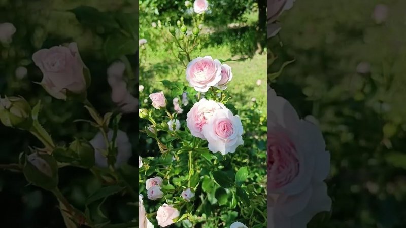 Larissa  Ларисса Kordes Германия, 2008 Шрабы (Modern Shrub)
