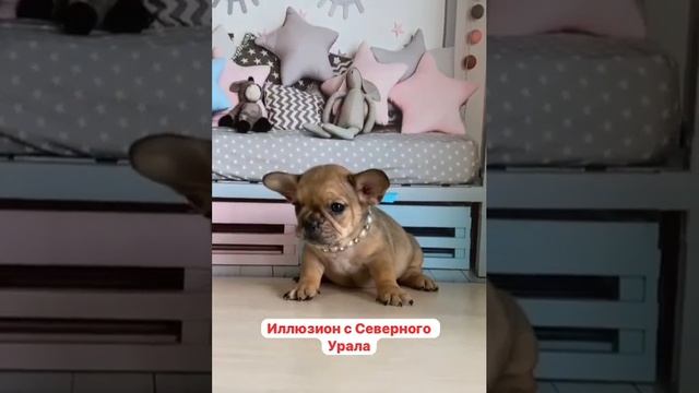 Французик 1,5 месяца, мальчик, палевый мерль