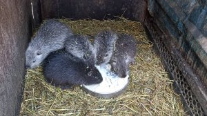 НУТРИИ сломали всё, что можно! Пришлось ночью РЕМОНТИРОВАТЬ клетку. 10.12.24