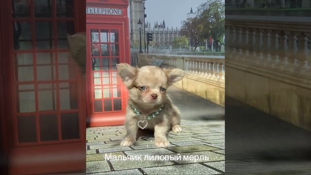 Лиловый красавец с безупречной внешностью ❤️