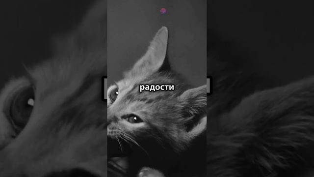 Весёлый котик рассмешит вас для хорошего настроения! #шутки