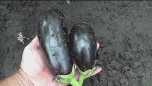 Выращивание баклажанов
