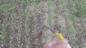 Уход за севком