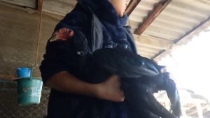 Как отличить бойцовского петуха от курицы.