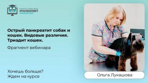 Фрагмент вебинара "Острый панкреатит собак и кошек. Видовые различия. Триадит кошек." Ольга Лукашова
