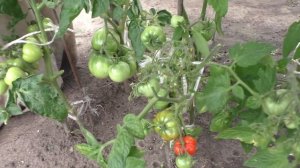 Помидоры ИЮНЬСКИЕ