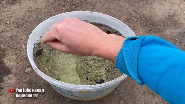Усього пів чайної ложки під полуницю під час цвітіння! Ягода велика і солодка  Перевірено роками!
