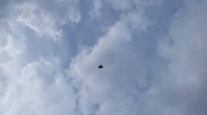 Николаевские голуби. Первая тренировать молодняка2. (Крым)