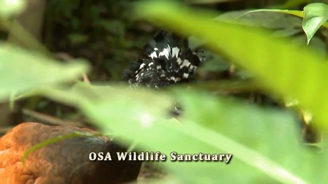 Fish TV in Crocodile Bay Costa Rica, Rooster Fish смотреть онлайн