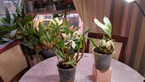 Dendrobium Roy Tokunaga (atrovoilaceum x johnsoniae), Coelogyne speciosa