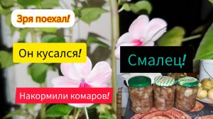 14.11.2023 20 кг сала!😳Как ПАПА научил МЕНЯ жир топить!🥓Мои цветочки.🌸