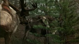 Костер в белой ночи (1984)