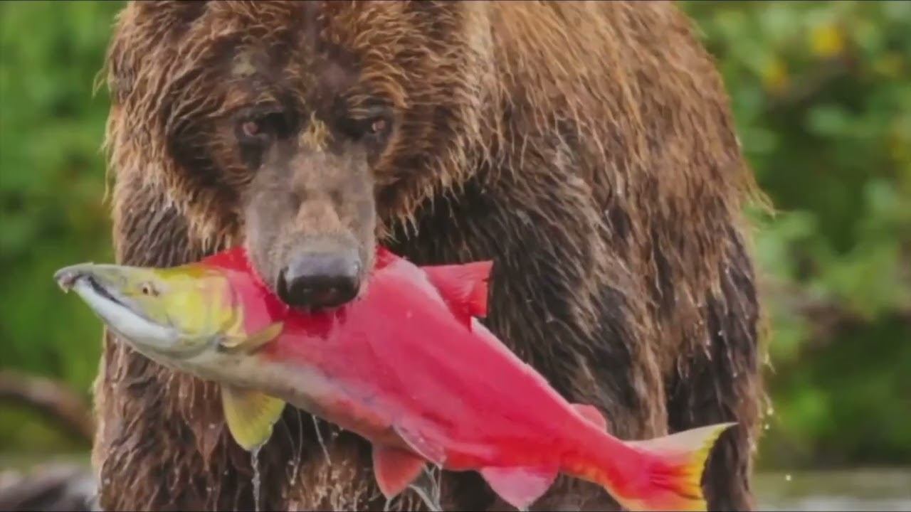 "Палмер, Аляска: Песнь Северной Тайны (Французско-Английская Ода)"