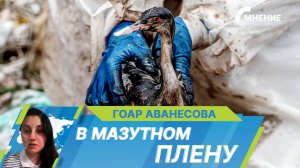 Спасение птиц из мазутного плена в Анапе. Как волонтеры устраняют последствия в Черном море?