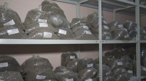 ЗЕРНО | Детям о сельском хозяйстве | Свекла | Подсолнух