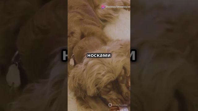 Смешные шалости домашних животных.