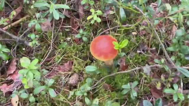 Золотистые боровики атакуют#Golden boletus attack#белые