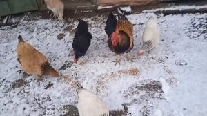 Зима в деревне и как живёт домашнее хозяйство зимой.