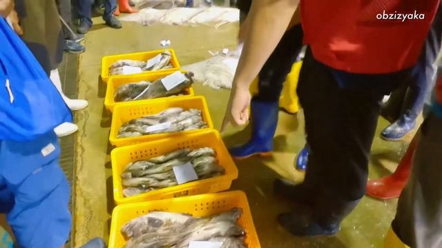 Day 98 Travel to Korean Islands: Heuksando | Fish Auction | Остров Хыксан | Рыбный аукцион | Корея