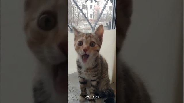 Симка5