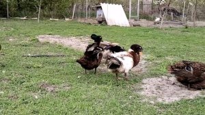 Руанские утки весной. Неоплод, как научить уток размножаться?