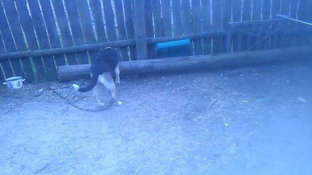 Часть 1 Пёсик ‘’’.Би~м‘’’ Е❤️💛💚💙💜 смотреть онлайн