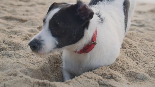 Antico Podere S Francesco (Etruscan Coast - Tuscany) смотреть онлайн