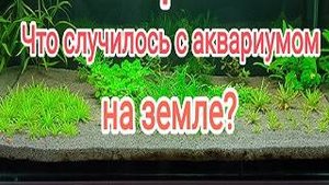 Как чувствует себя аквариум на земле с растениями и креветками.