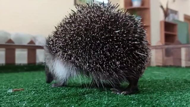 Северный белогрудый ёж