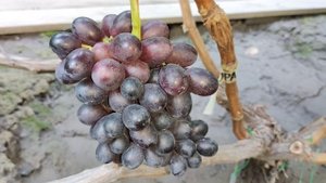 КИШМИШ ПАНДОРА! 🍇🍇🍇 СИГНАЛКА НА ПРИВИВКЕ 2024 ГОДА. Telegram, WhatsApp и Viber +79528500417.