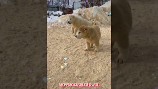 Зар и Роза с Северного Урала ❤️❤️