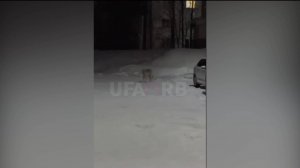 Убивает собак: бегающий по улицам волк в Башкирии напугал горожан