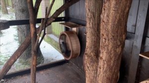 Содержание белок в вольере.Черные белки.