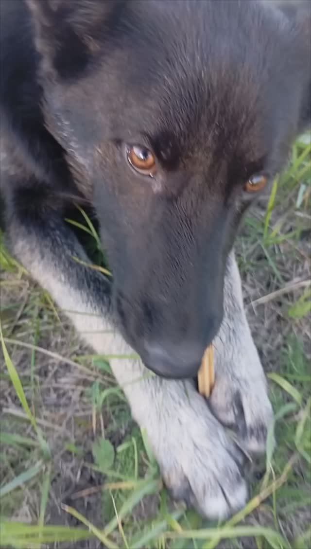 хрум смотреть онлайн