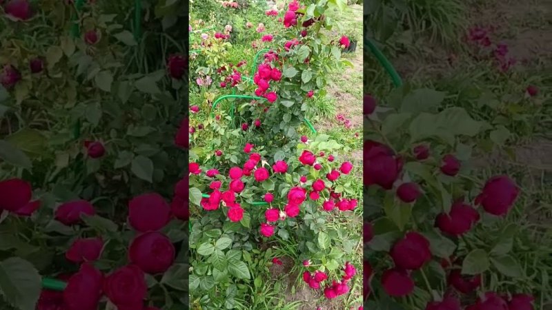 Pianо  Пиано Evers Германия, 2007Чайно-гибридные Hybrid Tea