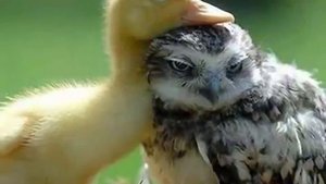 Бог любит малых воробьев - детям