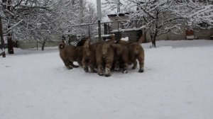 щенки кавказской овчарки